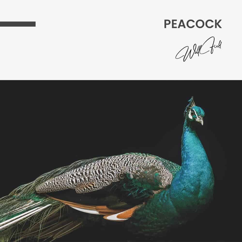 Peacock – Vidrio