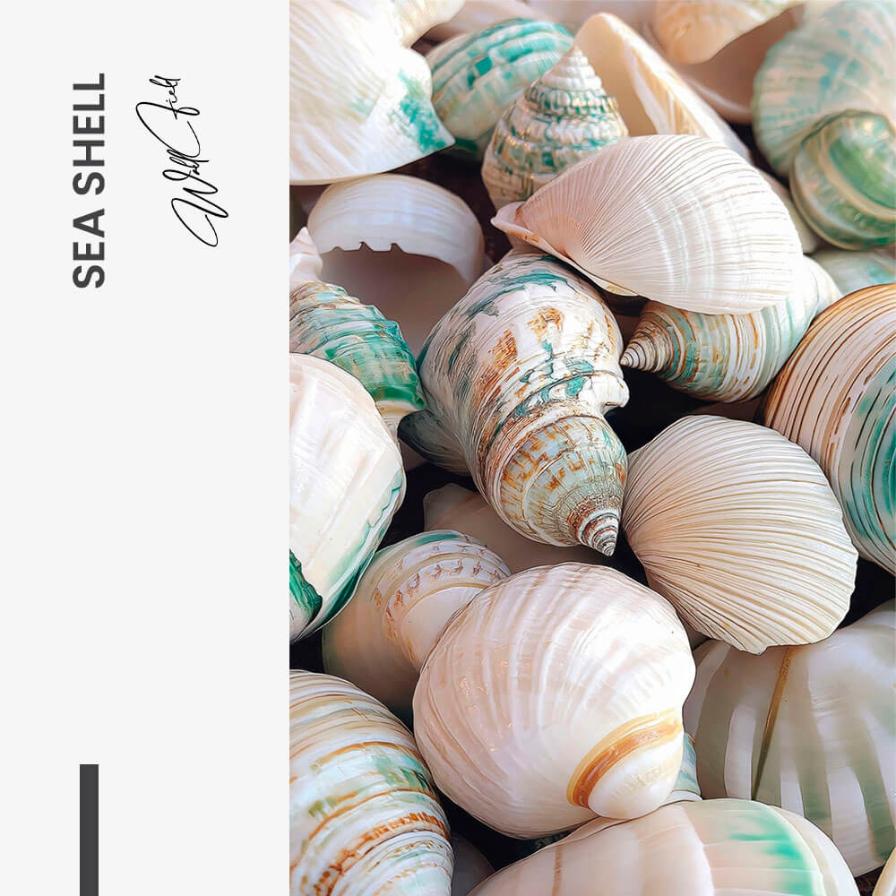 Sea Shell – Vidrio