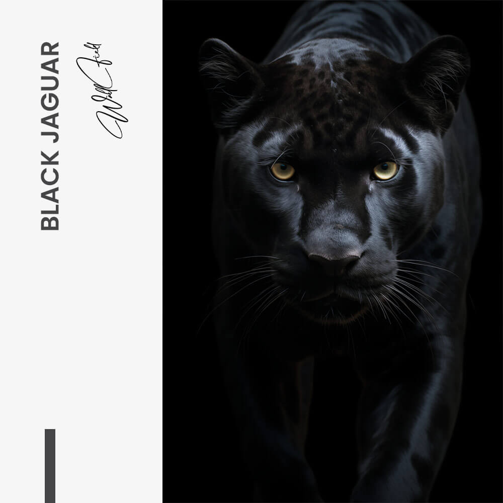 Black Jaguar – Vidrio