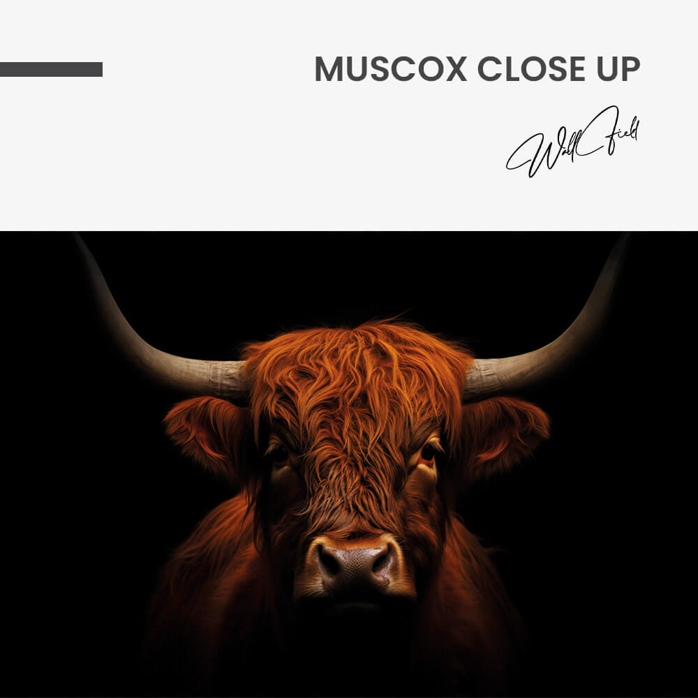 Muscox Close Up – Vidrio