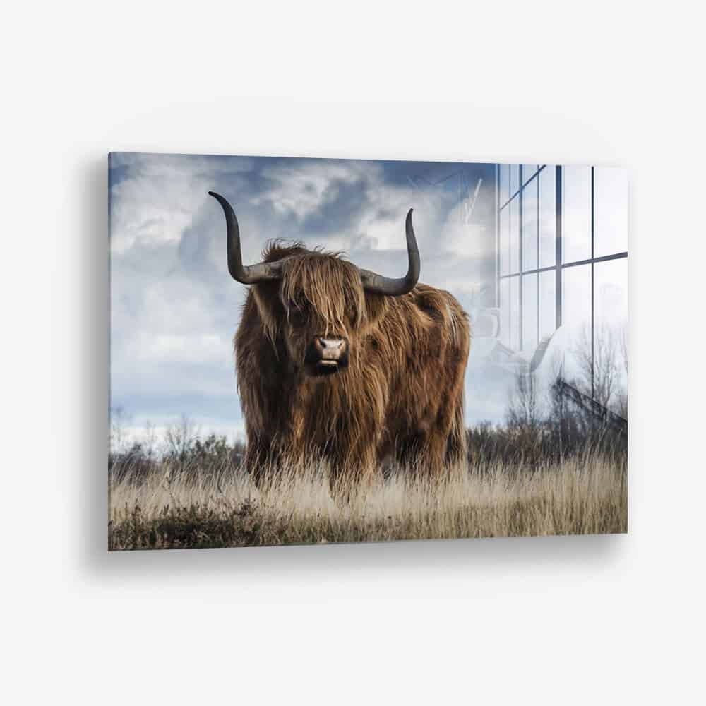 Muskox - Vidrio