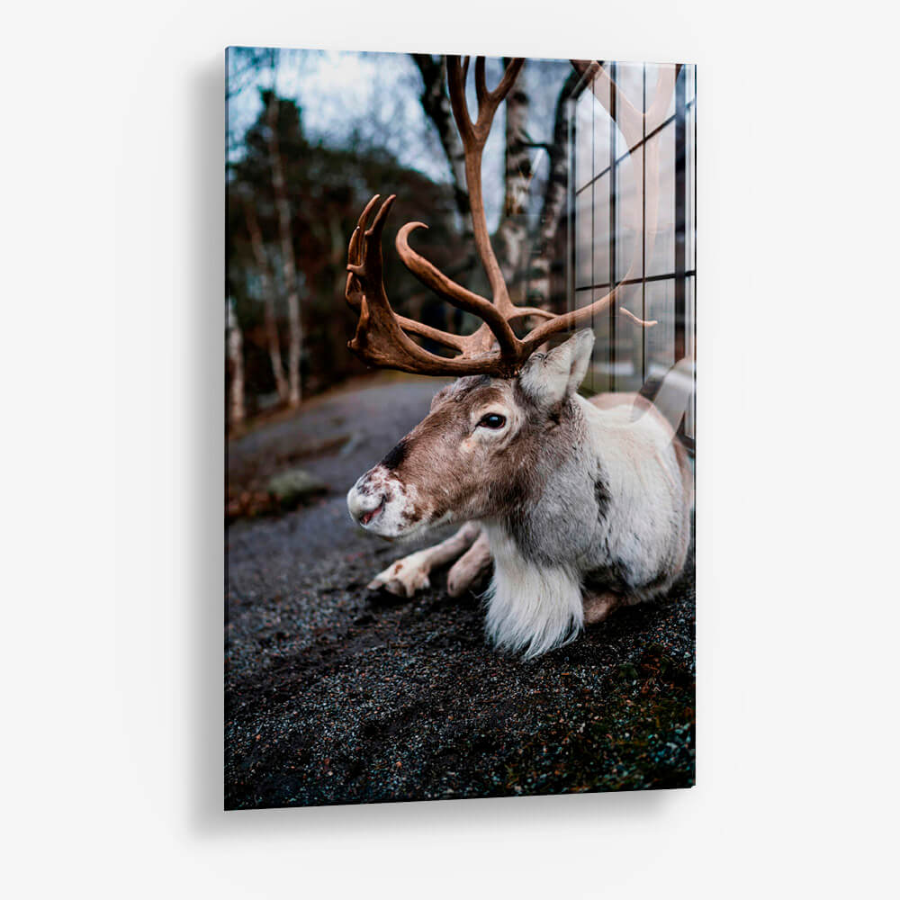 The Caribou – Vidrio