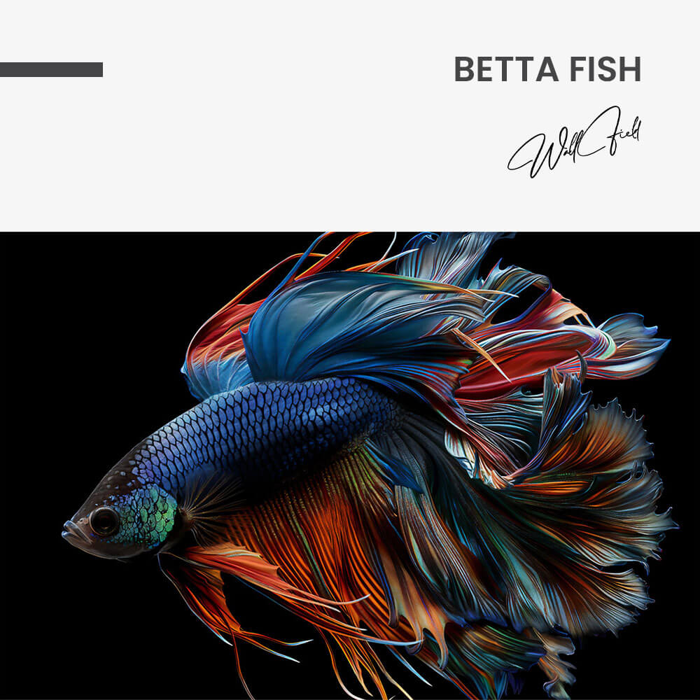 Betta Fish – Vidrio