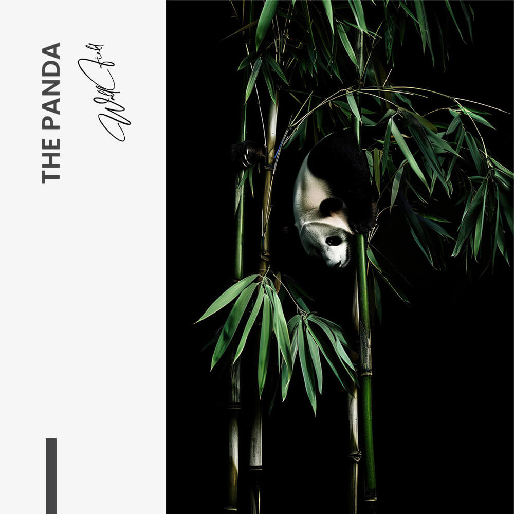 The Panda – Vidrio