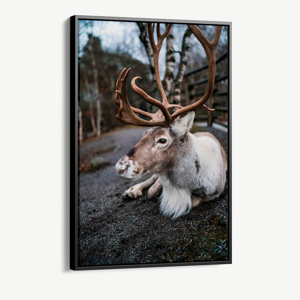"The Caribou"