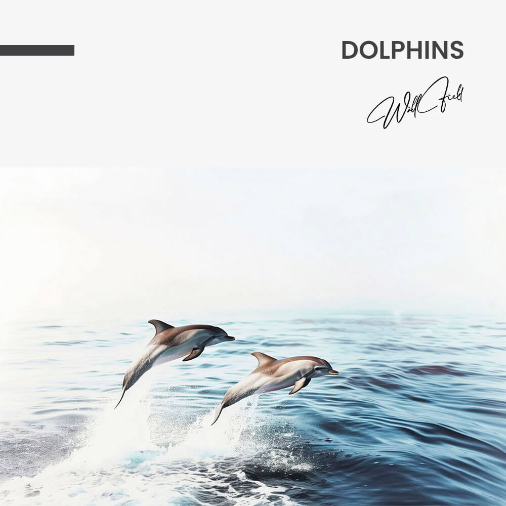 Dolphins – Vidrio