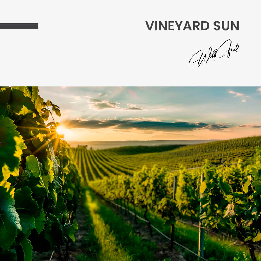 Vineyard Sun – Vidrio