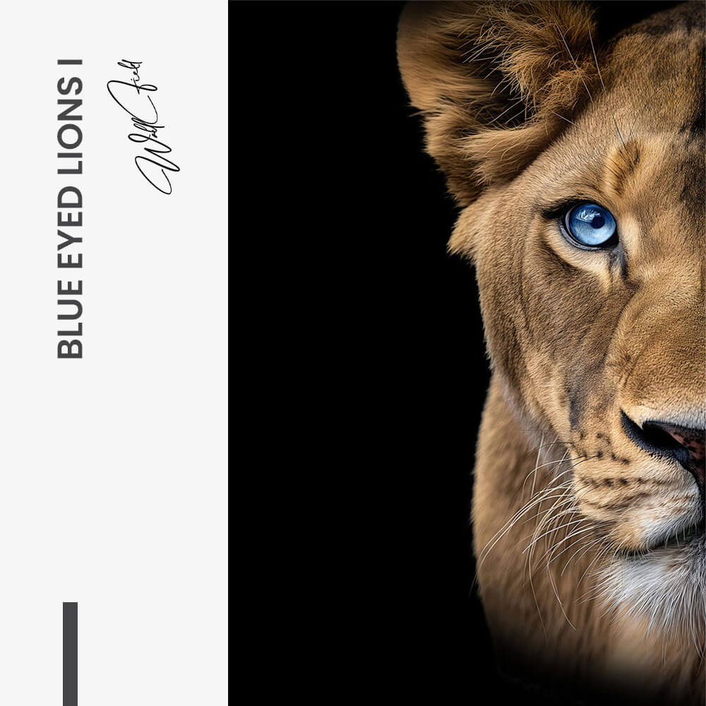 Bundle: "Blue Eyed Lions" (2x)