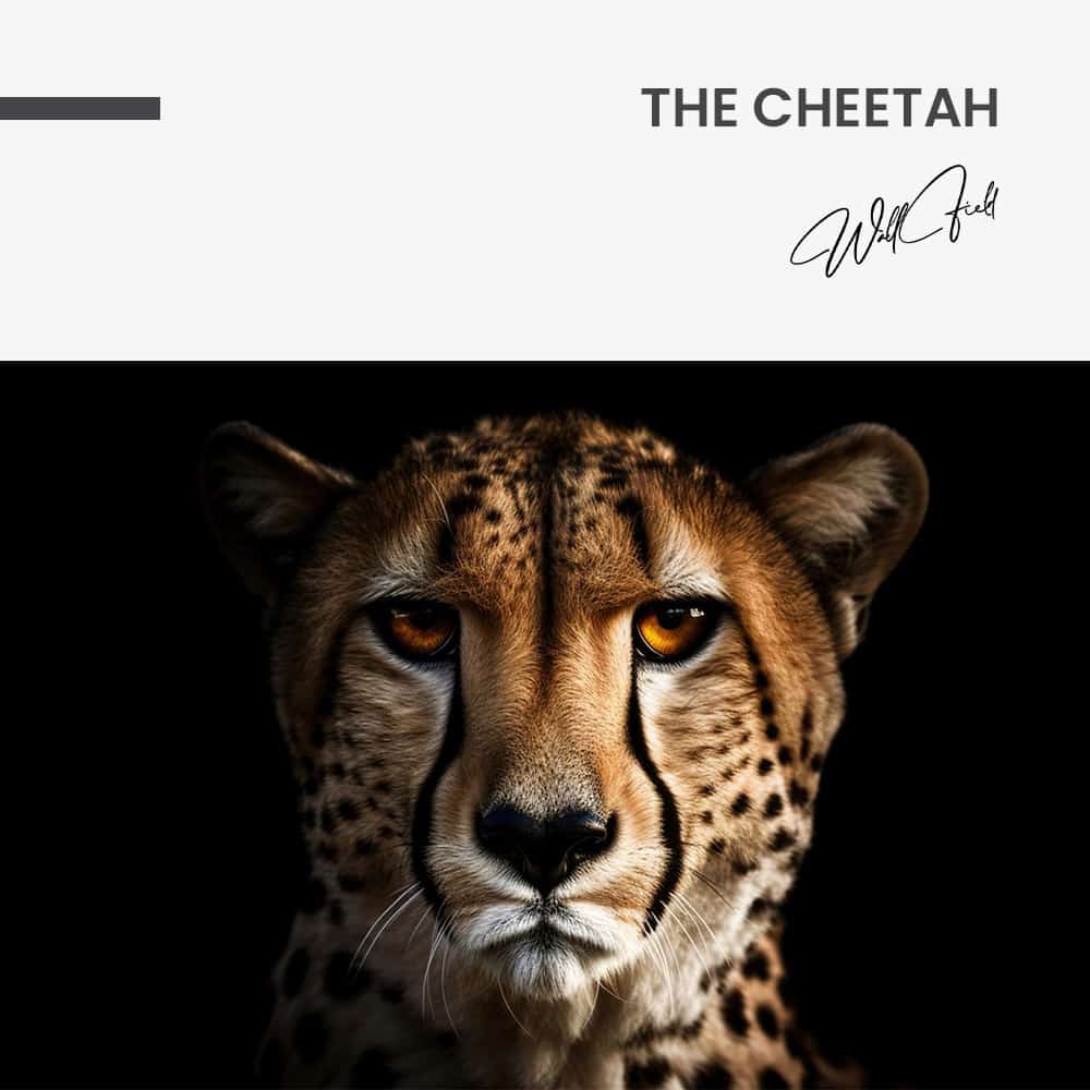 The Cheetah – Vidrio