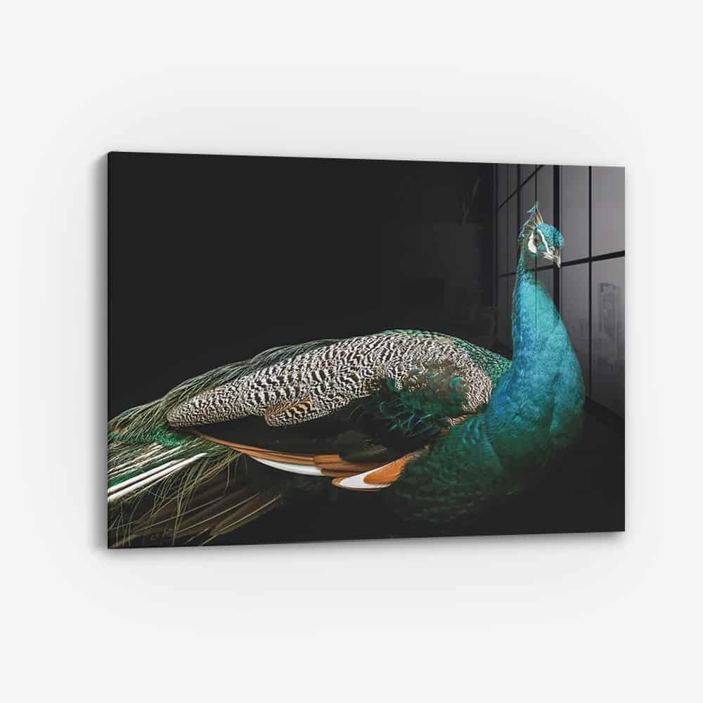 Peacock – Vidrio