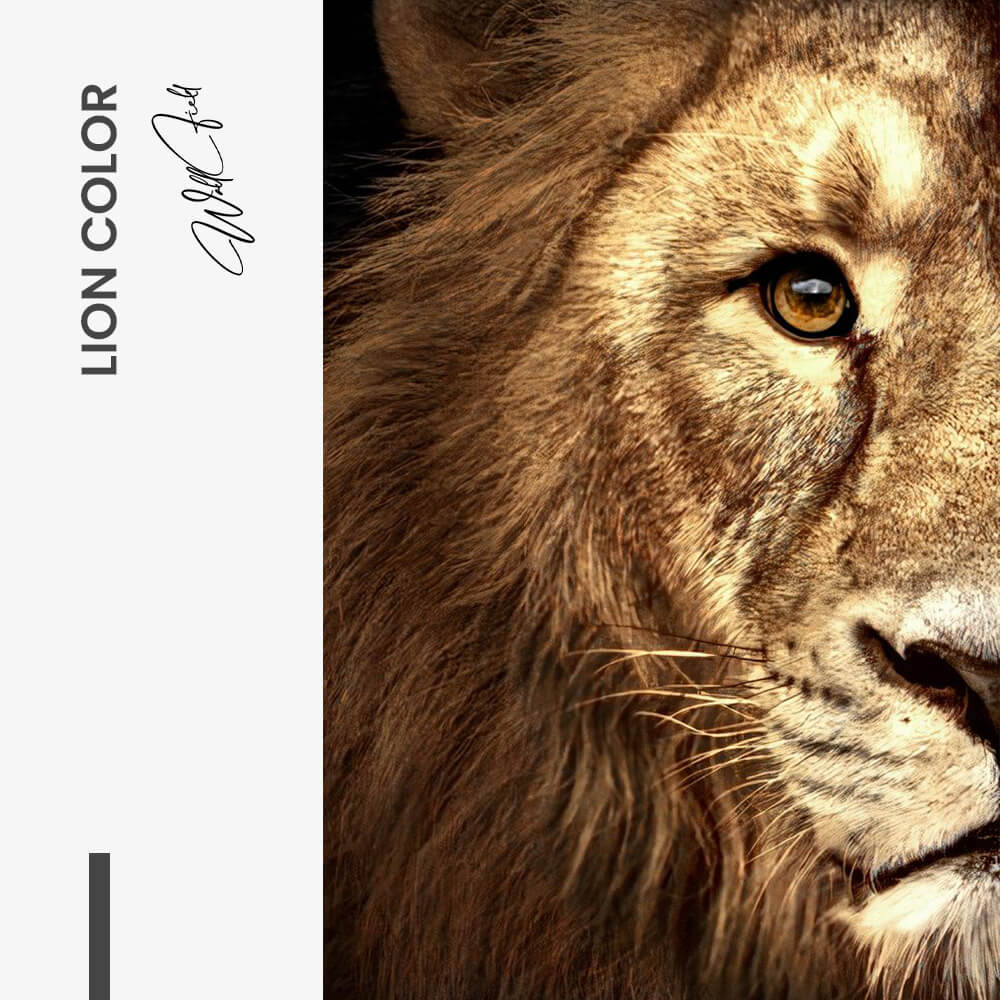 Bundle: "Lion & Lioness Color" (2x) – Vidrio