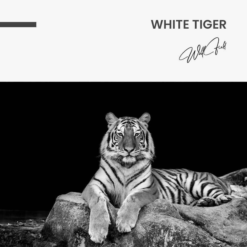 White Tiger – Vidrio