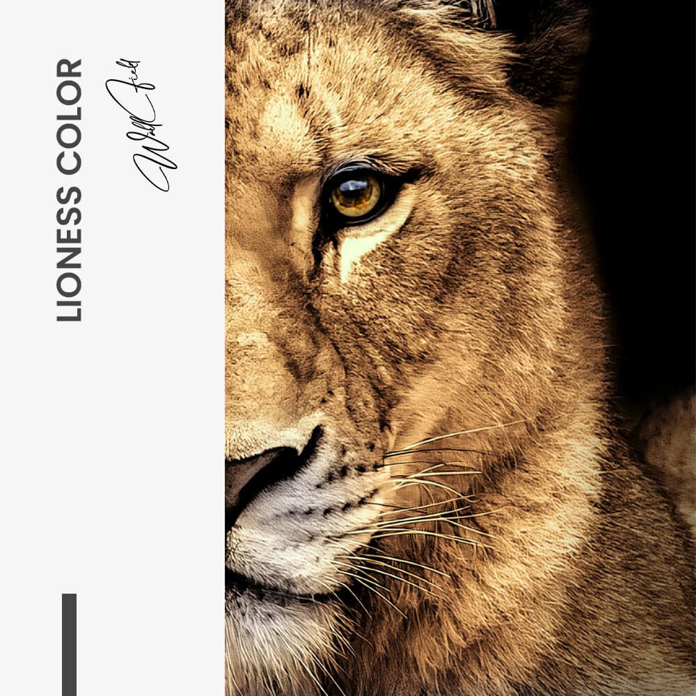 Bundle: "Lion & Lioness Color" (2x) – Vidrio
