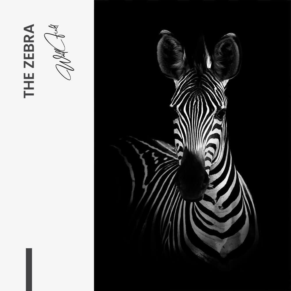 The Zebra – Vidrio