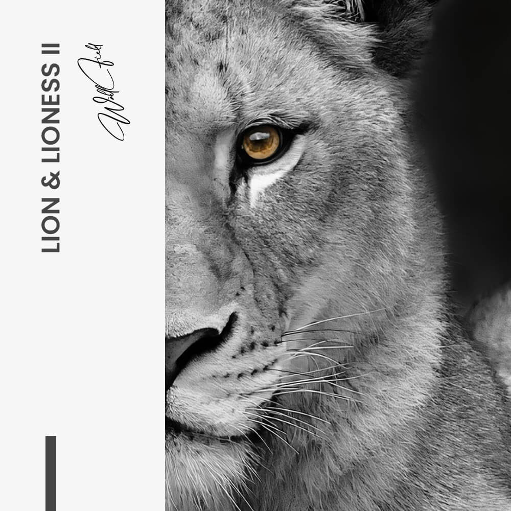 Bundle: "Lion & Lioness" (2x) – Vidrio