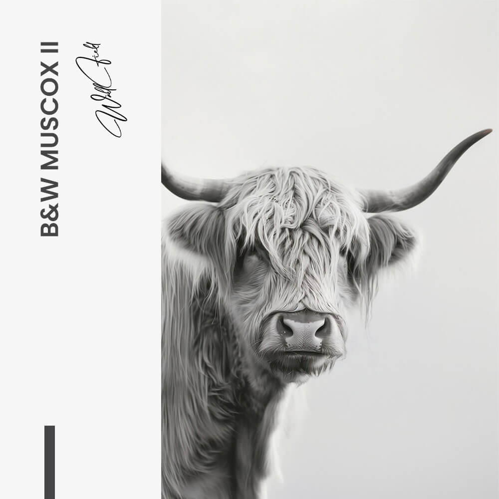 Bundle: "B&W Muscox" (2x) – Vidrio