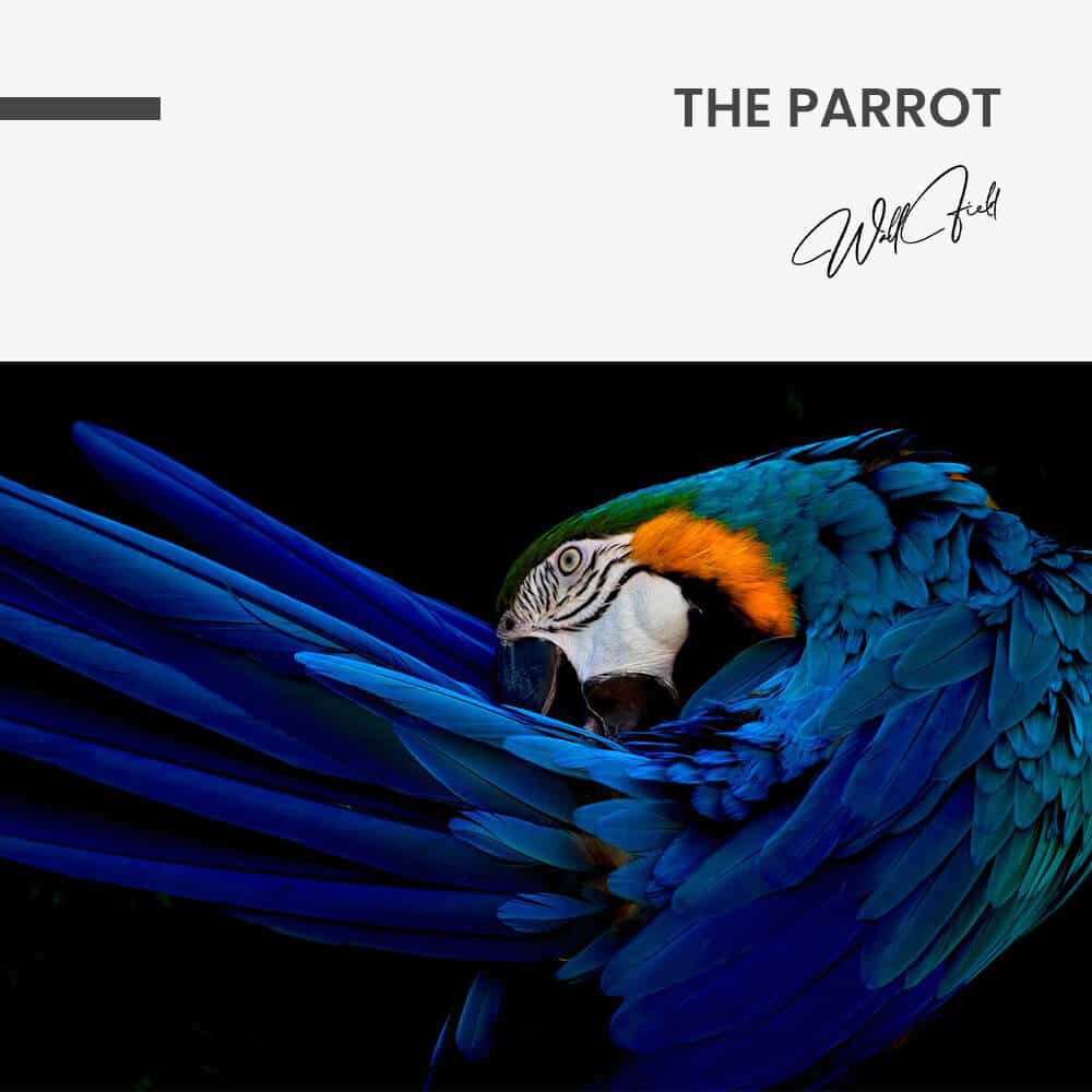 The Parrot – Vidrio