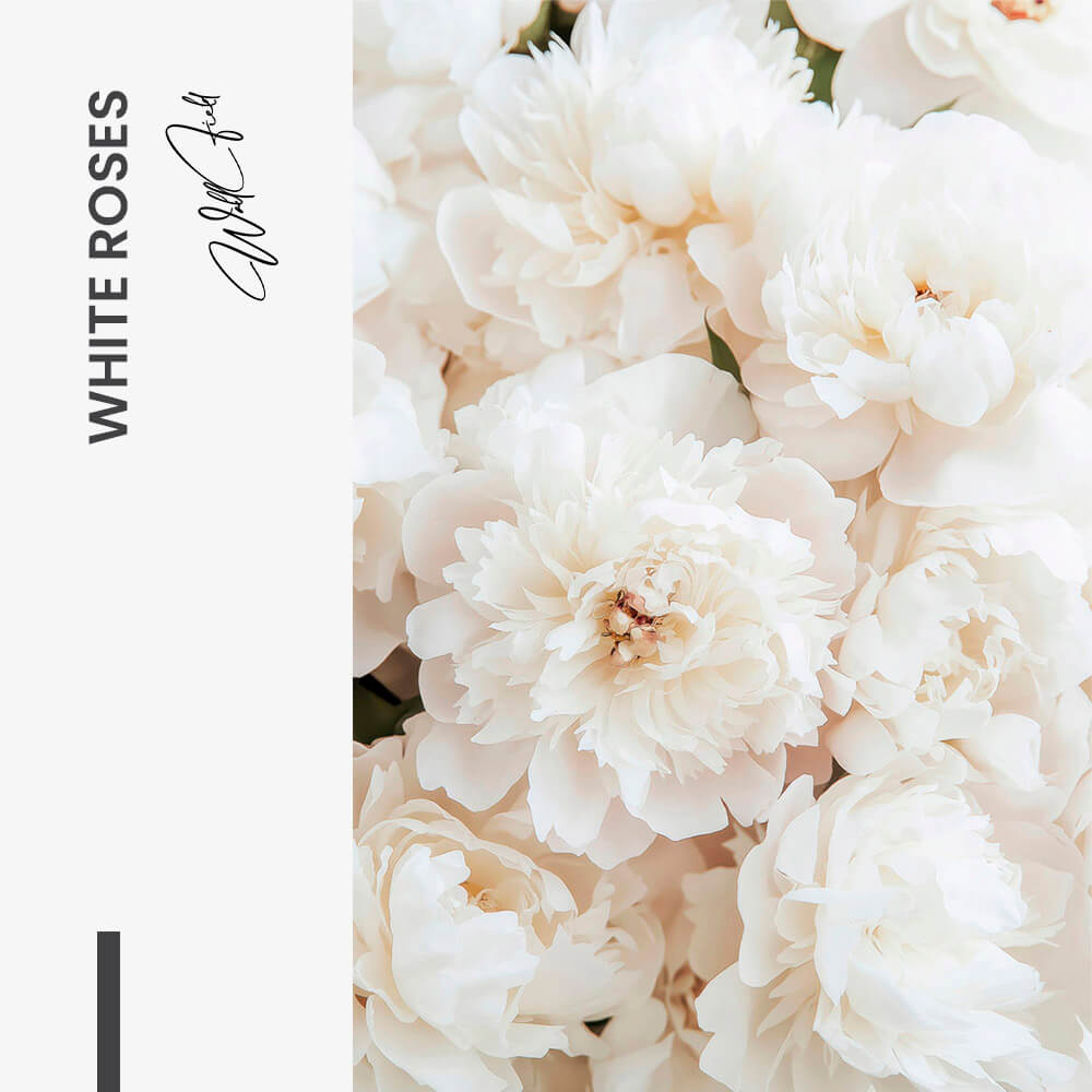 White Roses – Vidrio