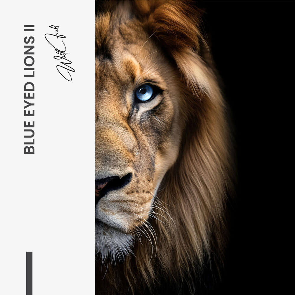 Bundle: "Nº5" (3x) - Vidrio