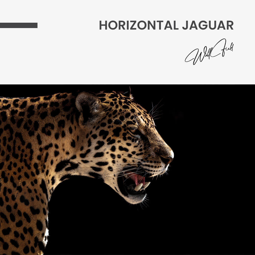 Horizontal Jaguar – Vidrio