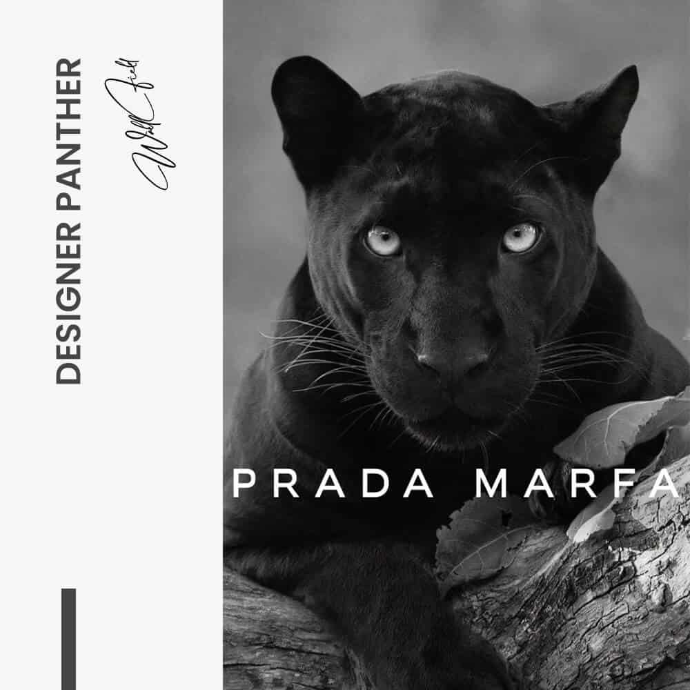 Designer Panther - Vidrio
