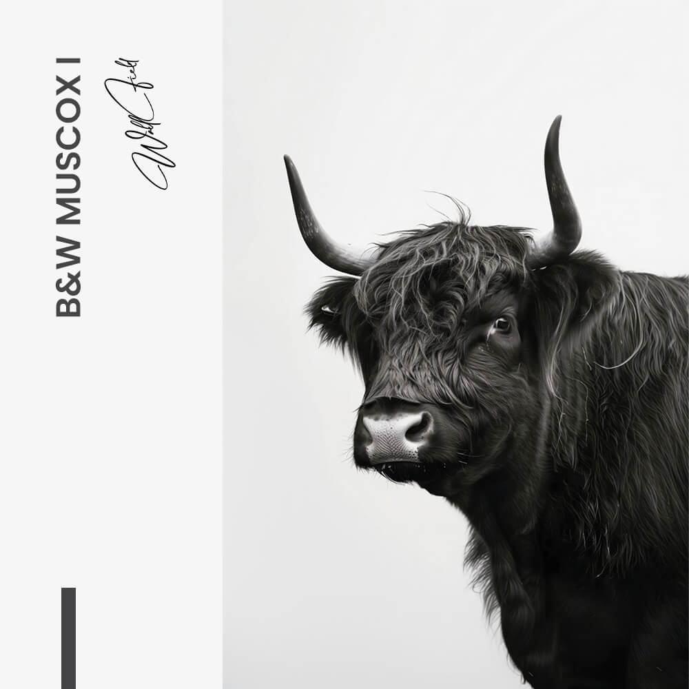 "B&W Muscox II"