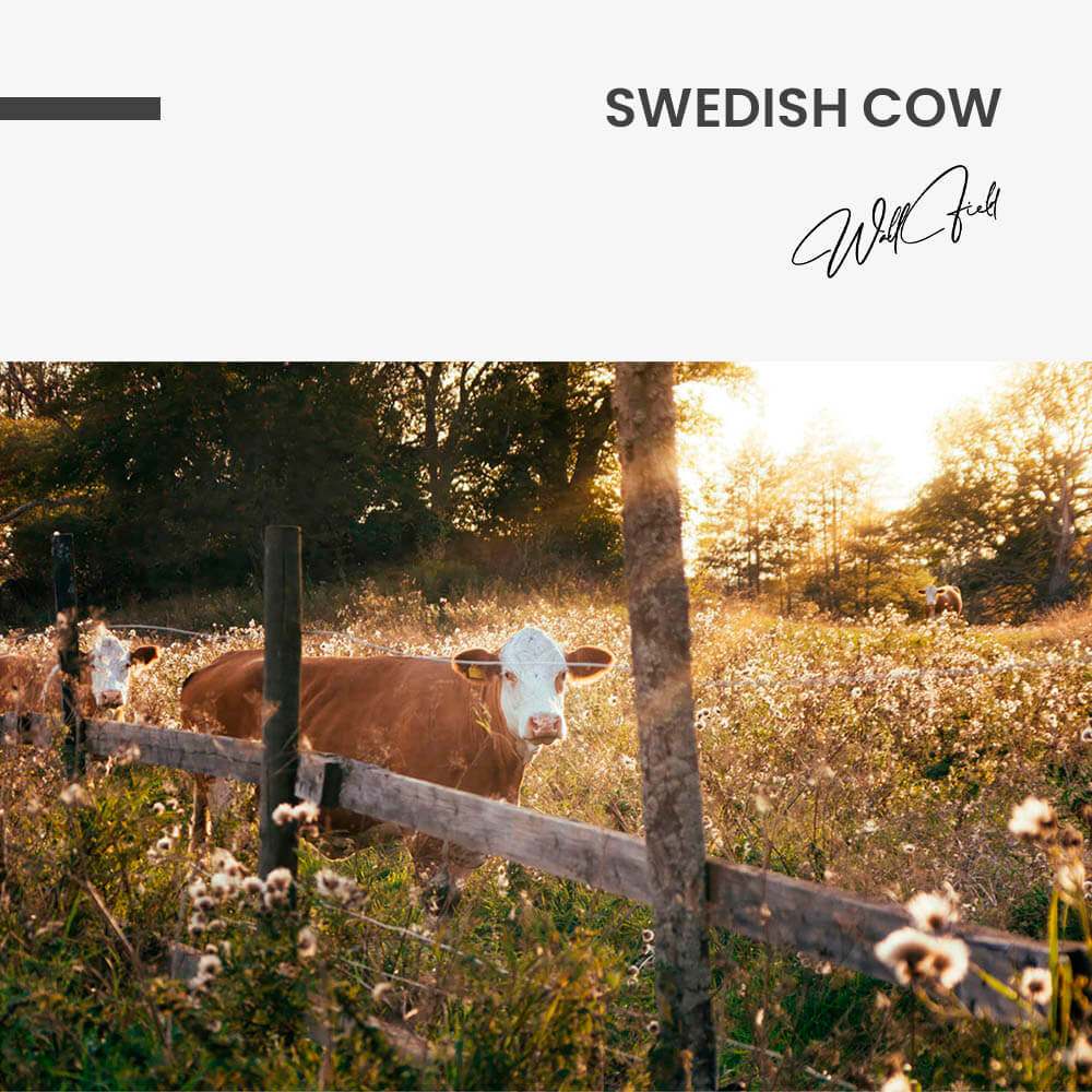 Swedish Cow – Vidrio