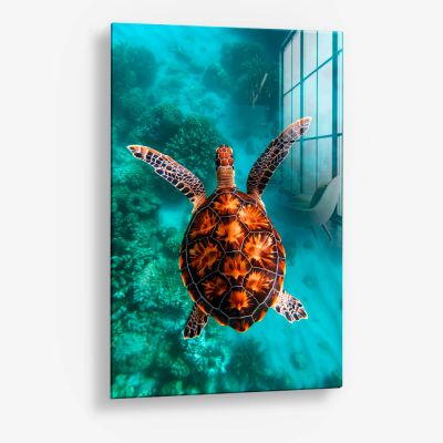 Sea Turtle VT – Vidrio
