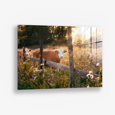 Swedish Cow – Vidrio