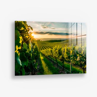 Vineyard Sun – Vidrio