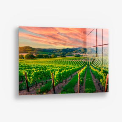 Vineyard – Vidrio