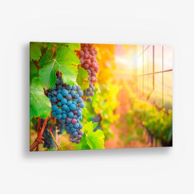 Vineyard Grape – Vidrio