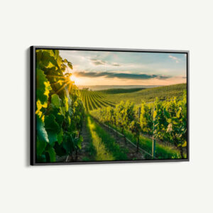 1.-Cvas-Detail-1-Vineyard-Sun